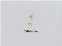 藏品(半褐小苔蛾)的圖片